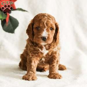 Duke, Cockapoo Puppy